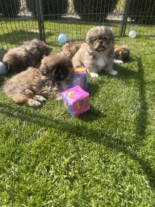 Pekińczyk szczeniak