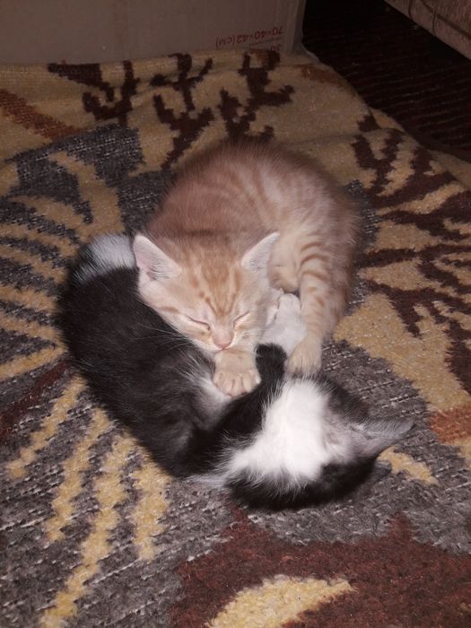 Віддам котят в добрі руки.