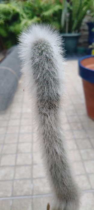 Planta Cacto cabeça de velho (tocha de prata)