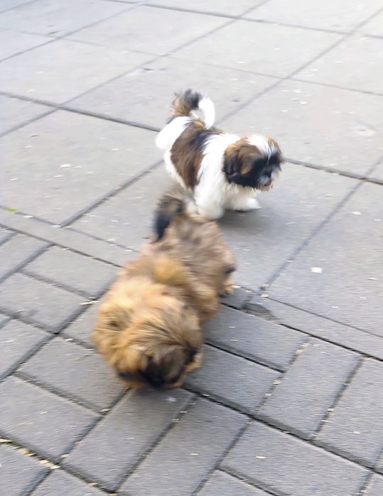 Shih-tzu - piesek