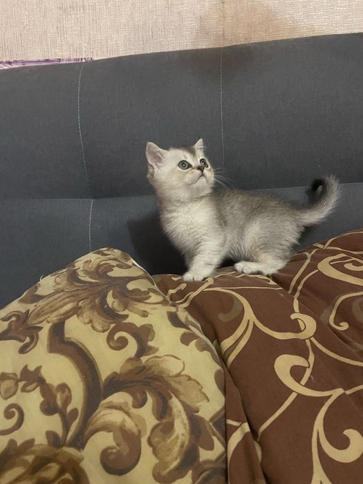 Шотландские Шиншилки Котятки-Медвежатки