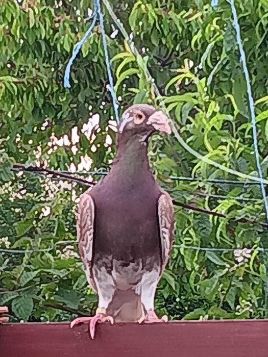 Gołębie Staropolskie