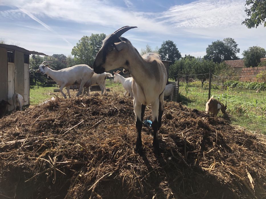 Cabras de otima qualidade para produção de leite (preço por animal)