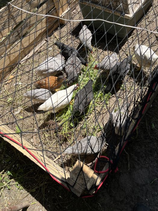 Galinhas e frangos e galos varias racas á escolhs