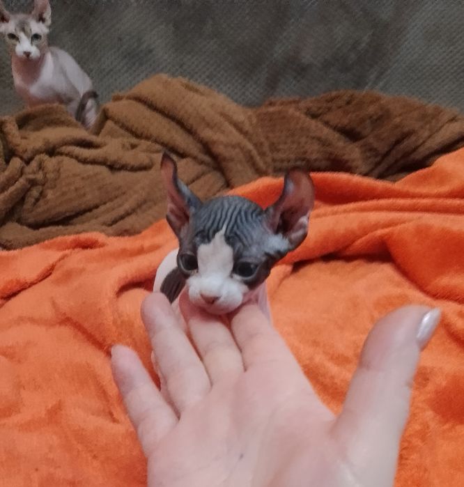 Хлопчик канадського сфінкса Ельф. Біколор.