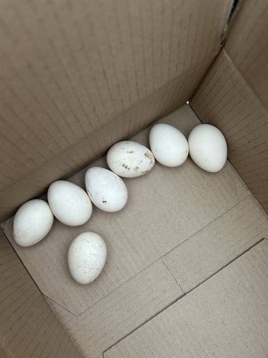 Jaja lęgowe kur ozdobnych (czubatki)