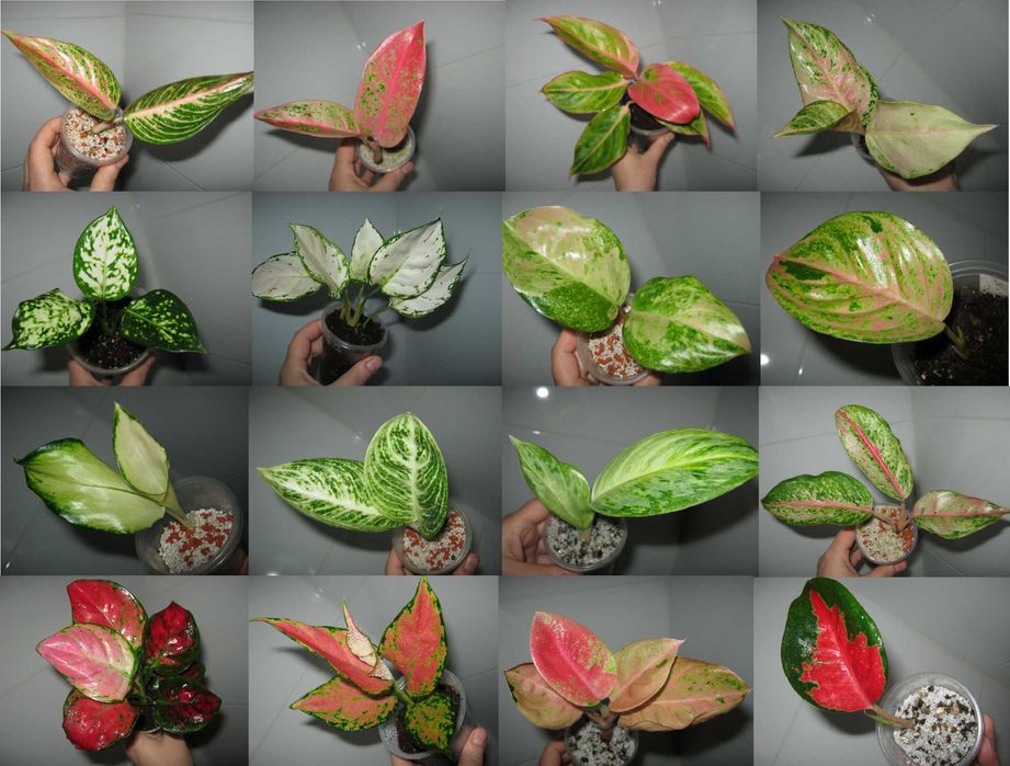 аглаонема 50 сортов комнатные декоративно лиственные цветы