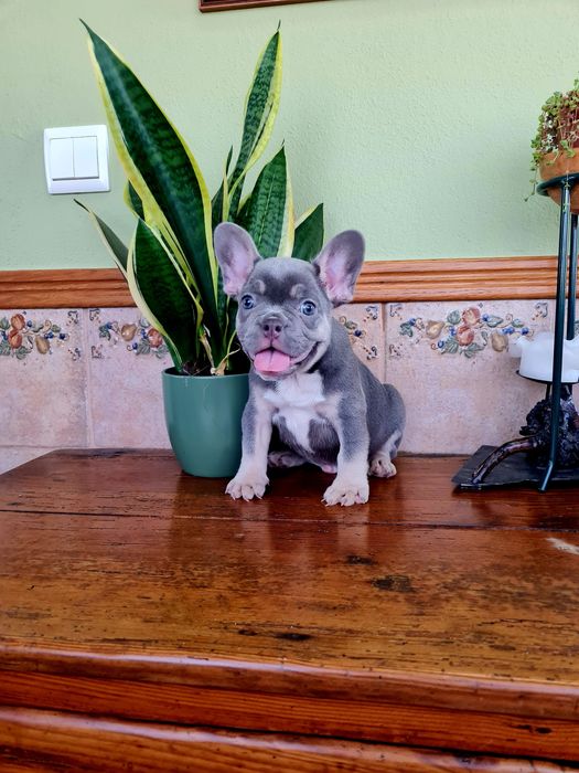 Excelente menino Bulldog/Bouledogue Francês de Qualidade