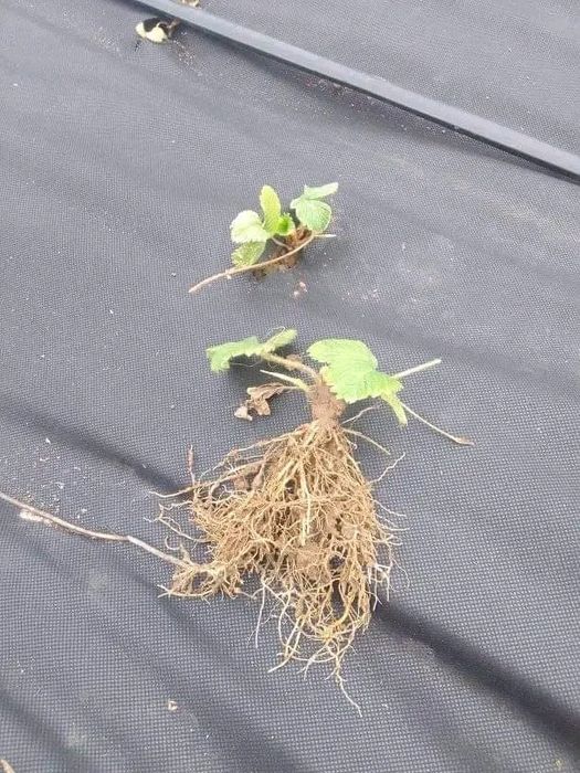 Суниця альпійська( саджанці (розсада)).