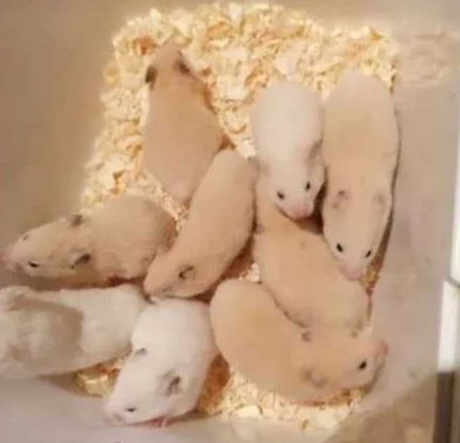 Хомяк джунгарський рижий та білий