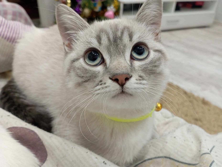 Хлопчик та дівчинка, шотландці