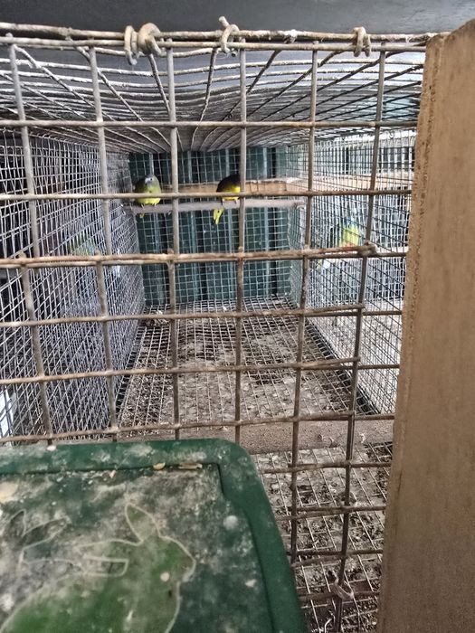 Vendo Neofemeas / Troco