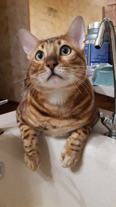 Вязка бенгальского кота