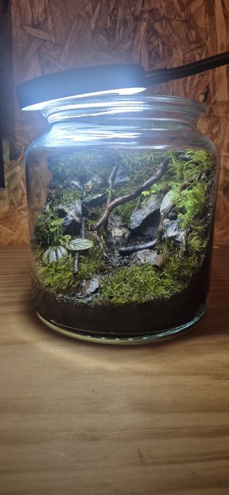 Pote/vaso de vidro terrario