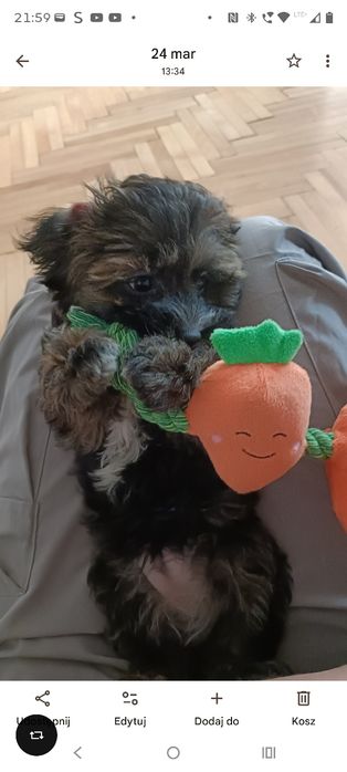 Szczeniak  shihpoo szuka domu