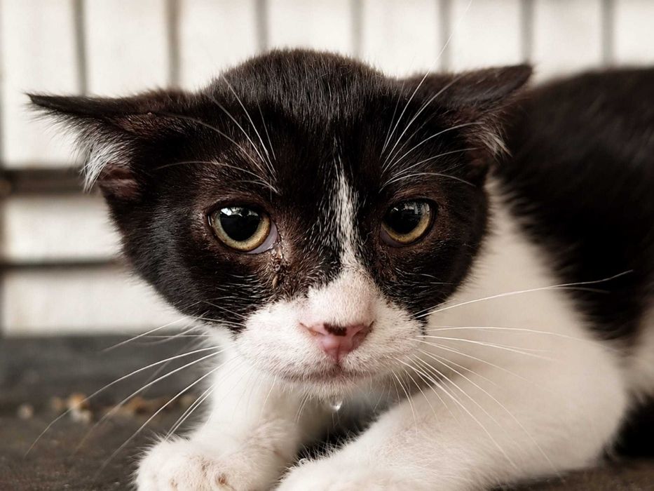 MULSANNE (Fêmea, 3 Meses) - Para Adoção