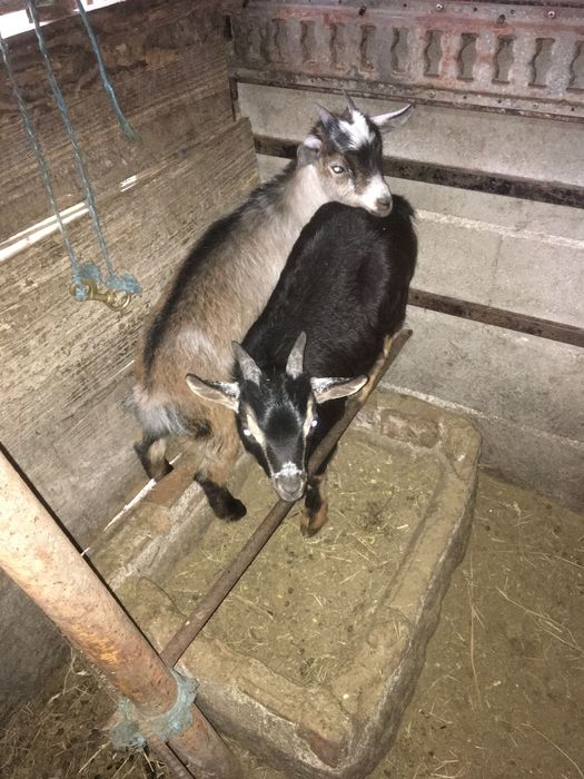 Cabra micro anã parida