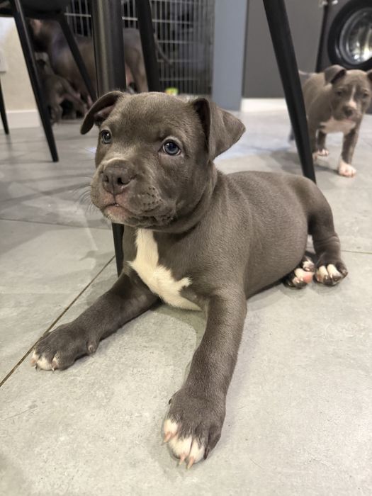 Американські буллі