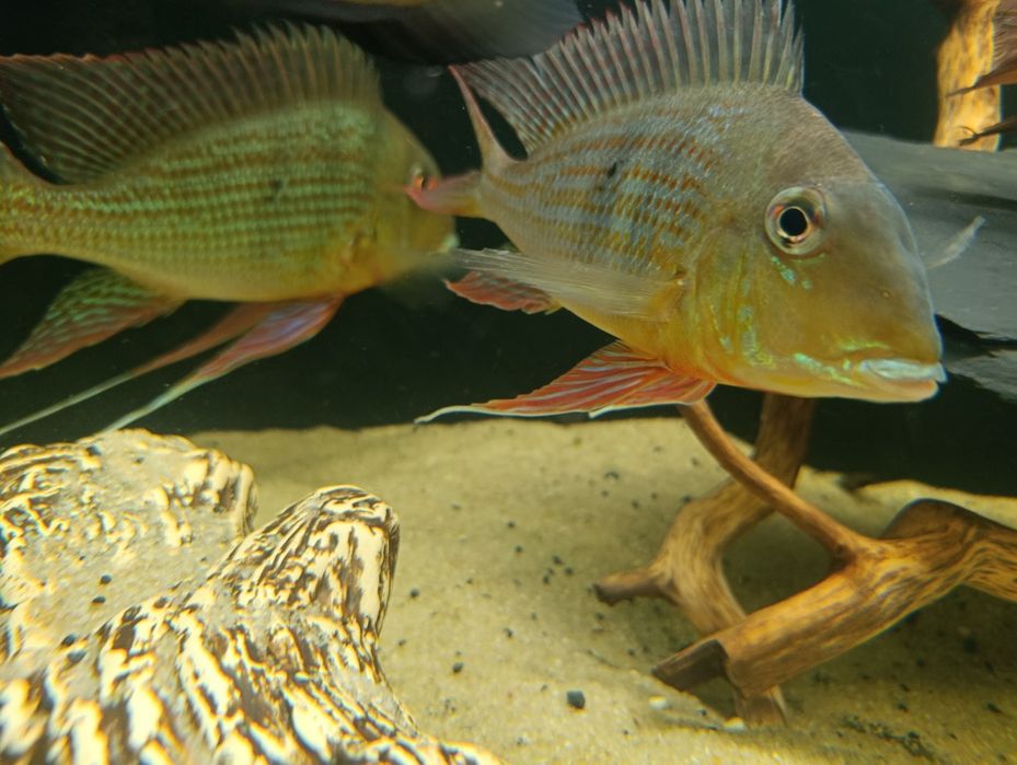 Geophagus altifrons Rio Negro