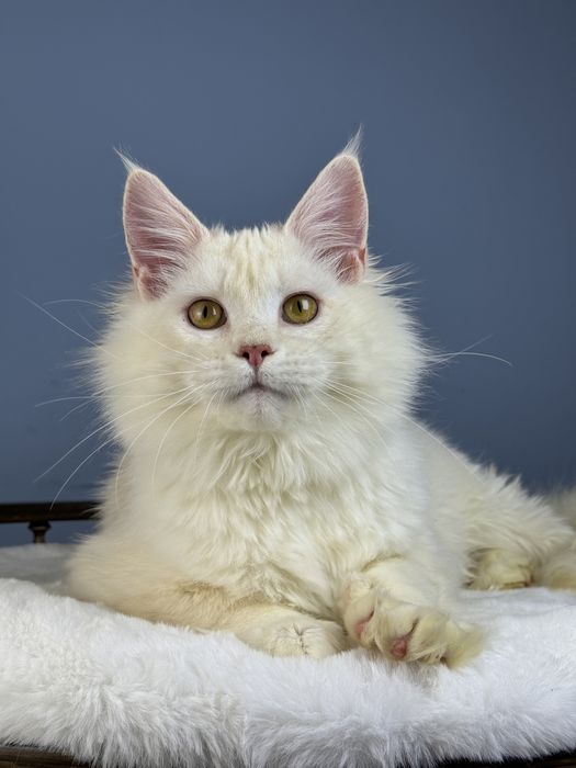 Котёнок мейн-кун мальчик 6 месяца редкий окрас