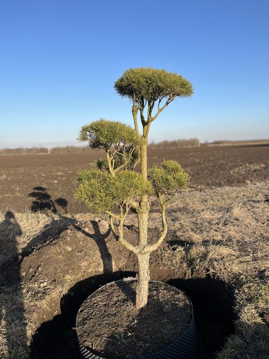 Сосна нівакі крупномір