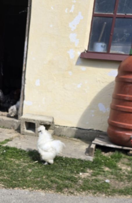 Kury  ozdobne  silki USA