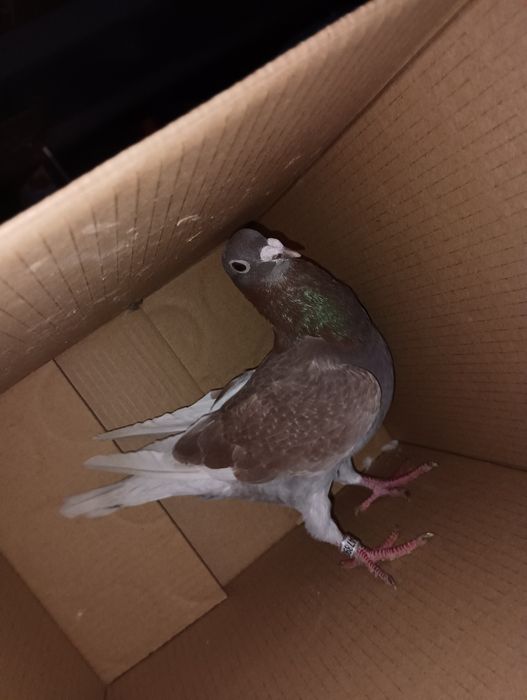 Pombos correios para venda de vários anos e varios  preços