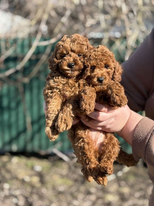 Гарні  малиши той пудель !