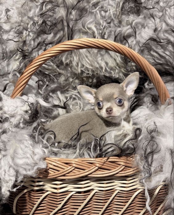 Chihuahua - piesek lilac tan z kompletem szczepień