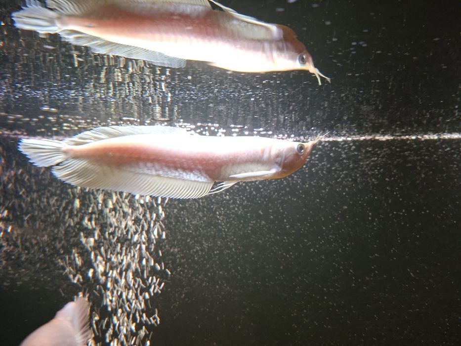 Arowana srebrna albino