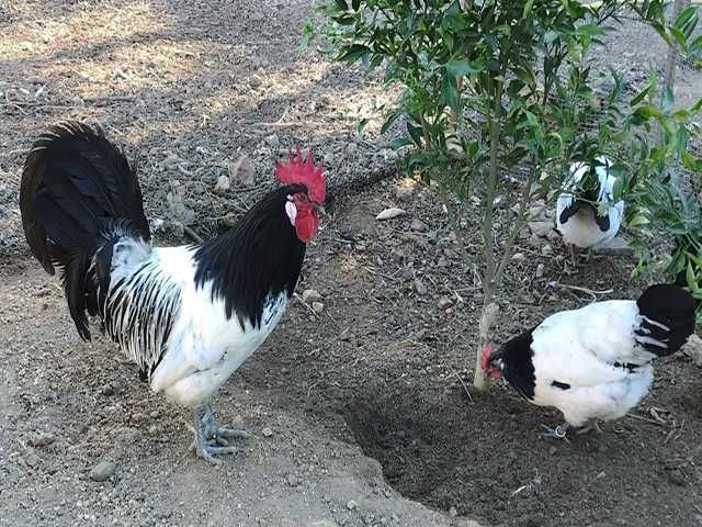 Інкубаційне яйце.(Курчата) Лакенфельдер. Птиця.