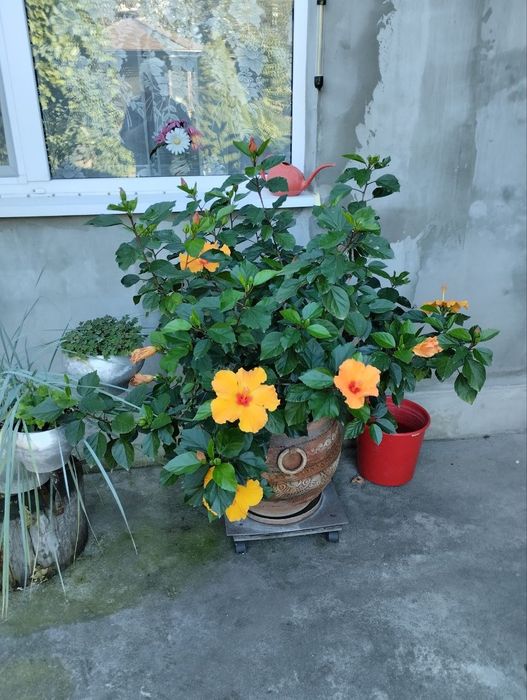 Гібіскус Кіото жовтий (Китайська роза), висота 130 см.