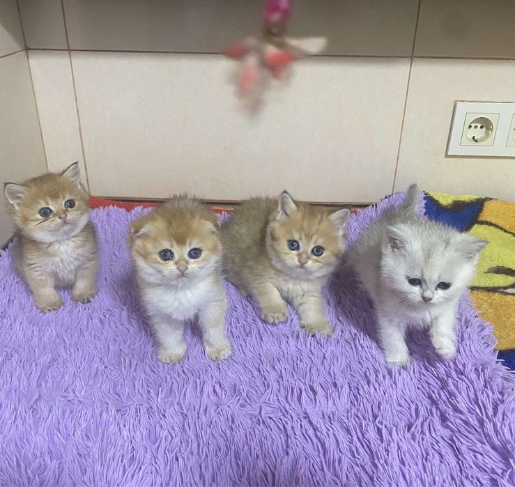 Кошенятка плюшеві ,від чистокровних батьків !
