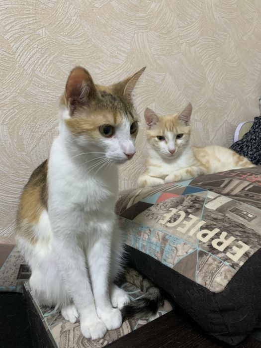Кошенята шукають родину