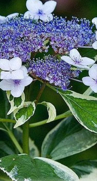 Продаются гортензии