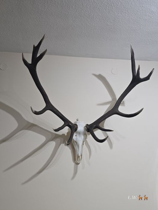 Wieniec zrzut zrzuty jelenia 9,30 kg