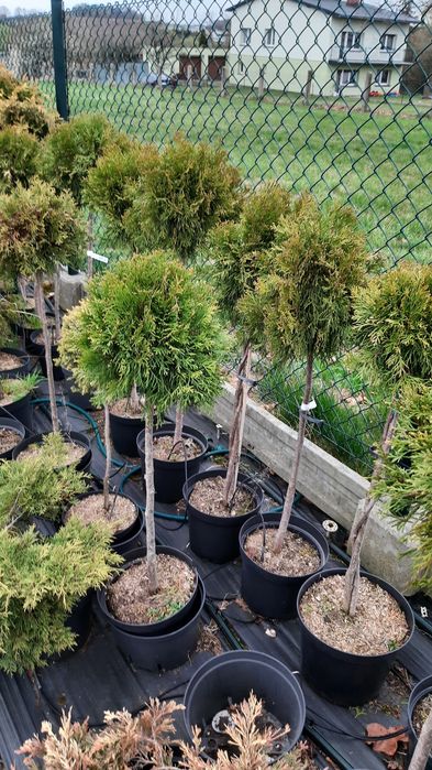 Drzewka tuje jalowce jodły formowane  na pniu.