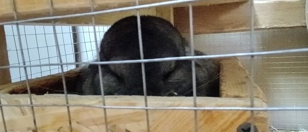 На продаж поїлка,корм,купалка,шиншили