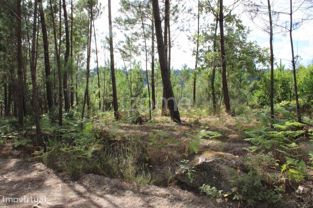 Terreno com pinhal e e mato a 15 minutos de Viseu