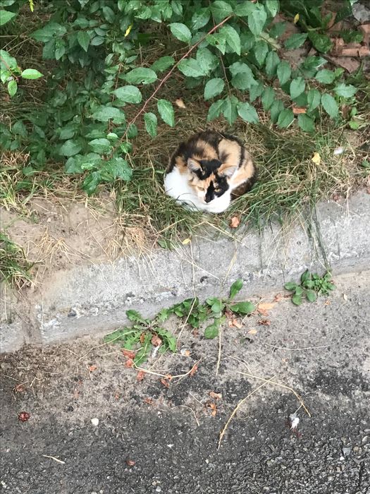 Киця в добрі руки