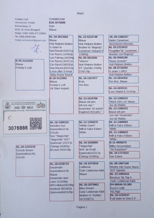 Piękne Belgi oryginał Vermeersch Freddy gołębie pocztowe