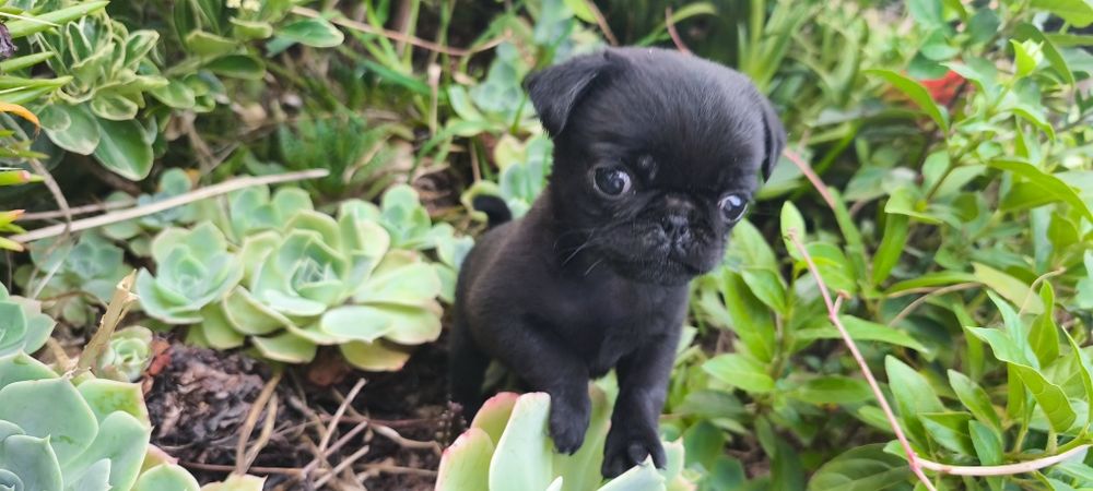 Pug carlin criado em ambiente familiar disponível para entrega imediata desparasitado vacinado pais á vista possibilidade de entrega ao domicilio Env