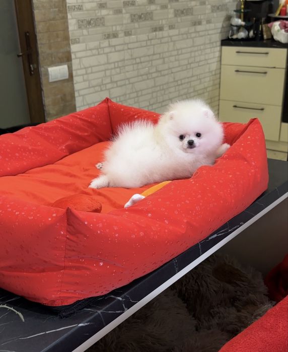 Найкращі SUPER VIP mini білі цуценята. Померанські шпіци. Шпіц. Щенок