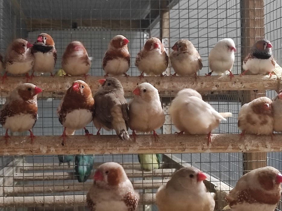 Zeberki w różnych kolorach