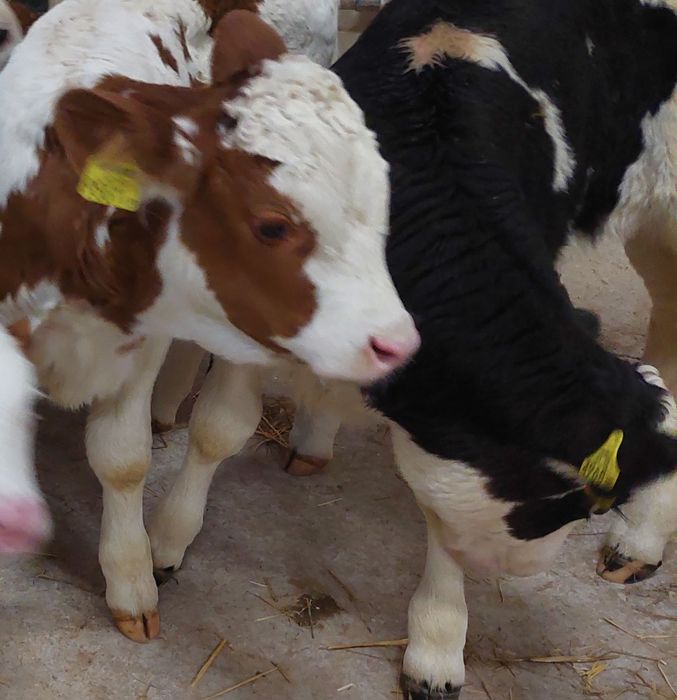 Cieleta miesne bejce