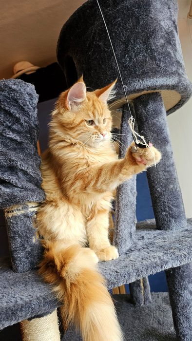 Котик породы мейн-кун d23
