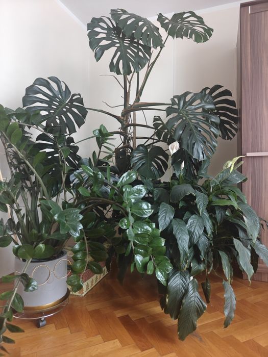 Kwiat monstera gigant