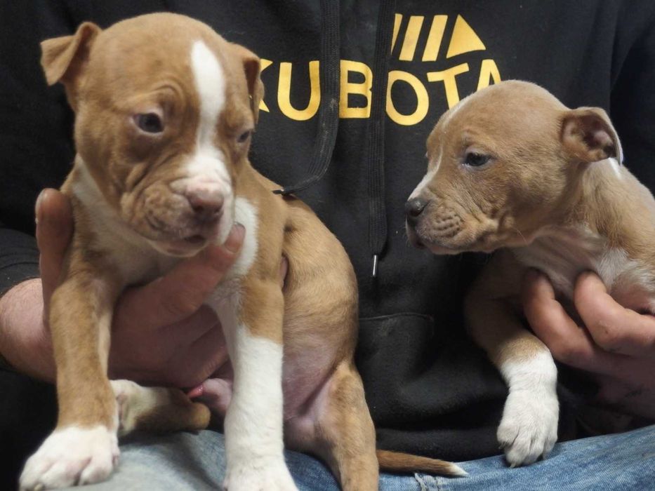 American Staffordshire Terrier Amstaff Suka