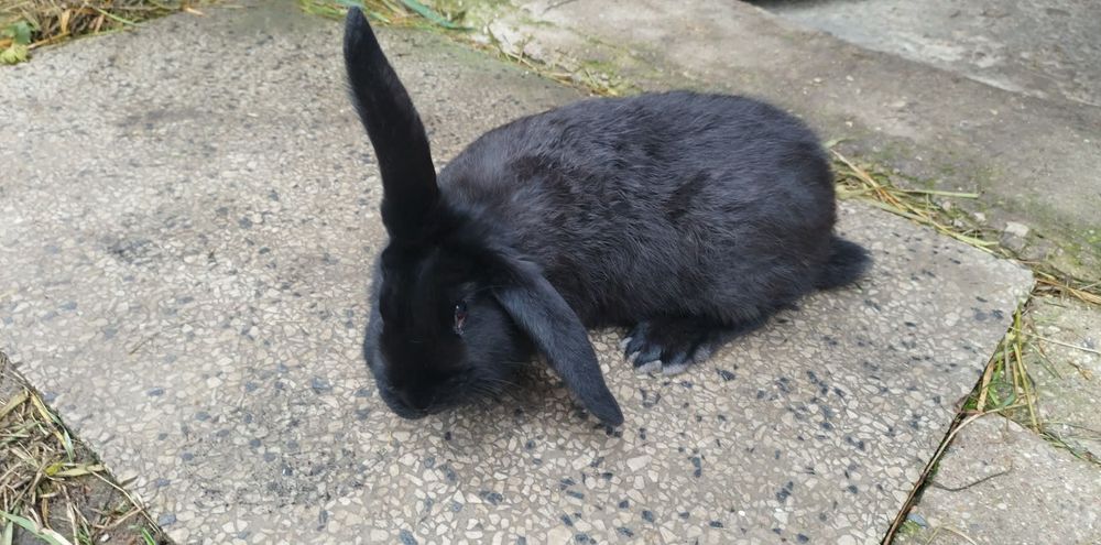 Króliki hodowlane , samice