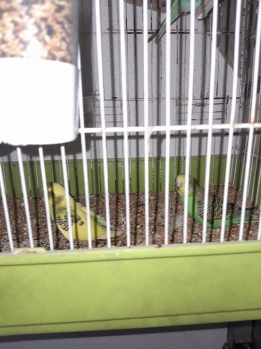 Piriquito  australiano para trocar por canario